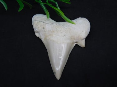 SHARK TOOTH ROCK STONE LAPIDARY SPECIMEN