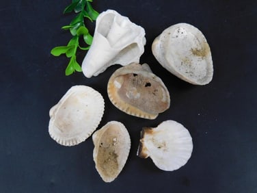 SEA SHELLS