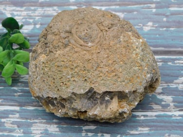 2 POUND AGATE ROCK STONE LAPIDARY SPECIMEN