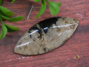 PETRIFIED PALM WOOD CABOCHON ROCK STONE LAPIDARY SPECIMEN