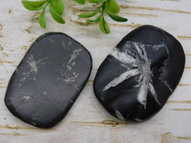 CHRYSANTHEMUM ROCK STONE LAPIDARY SPECIMEN