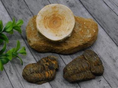 MIXED LOT ROCK STONE LAPIDARY SPECIMEN