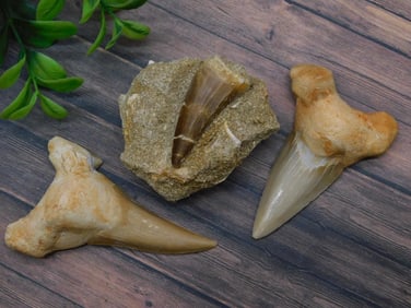 SHARK AND DINOSAUR TEETH ROCK STONE LAPIDARY SPECIMEN