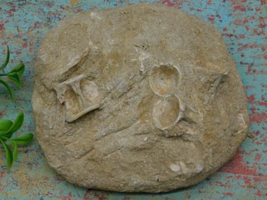 FOSSILS IN MATRIX ROCK STONE LAPIDARY SPECIMEN