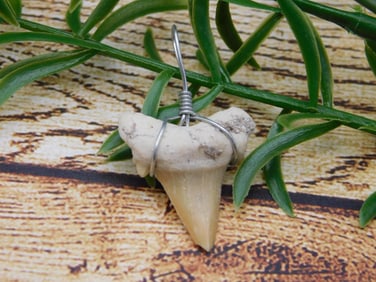 SHARK TOOTH PENDANT ROCK STONE LAPIDARY SPECIMEN