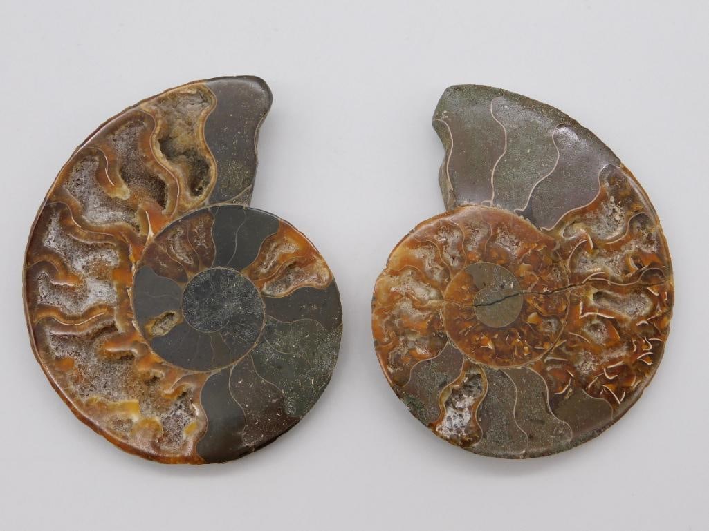MAPLE LEAF PATTERN AMMONITE PAIR ROCK STONE LAPIDARY SPECIMEN: MAPLE LEAF PATTERN AMMONITE PAIR ROCK STONE LAPIDARY SPECIMEN
