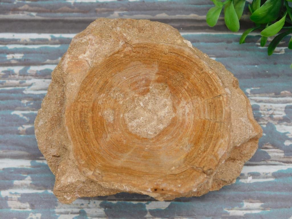 ENCHODUS FOSSIL ROCK STONE LAPIDARY SPECIMEN: ENCHODUS FOSSIL ROCK STONE LAPIDARY SPECIMEN