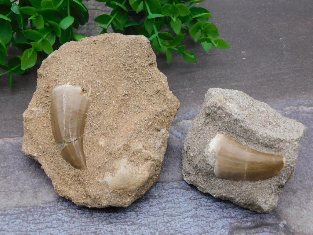 DINOSAUR TEETH ROCK STONE LAPIDARY SPECIMEN: DINOSAUR TEETH ROCK STONE LAPIDARY SPECIMEN