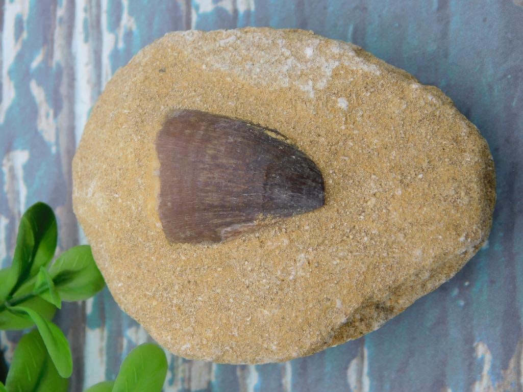 DINOSAUR TOOTH IN MATRIX ROCK STONE LAPIDARY SPECIMEN: DINOSAUR TOOTH IN MATRIX ROCK STONE LAPIDARY SPECIMEN