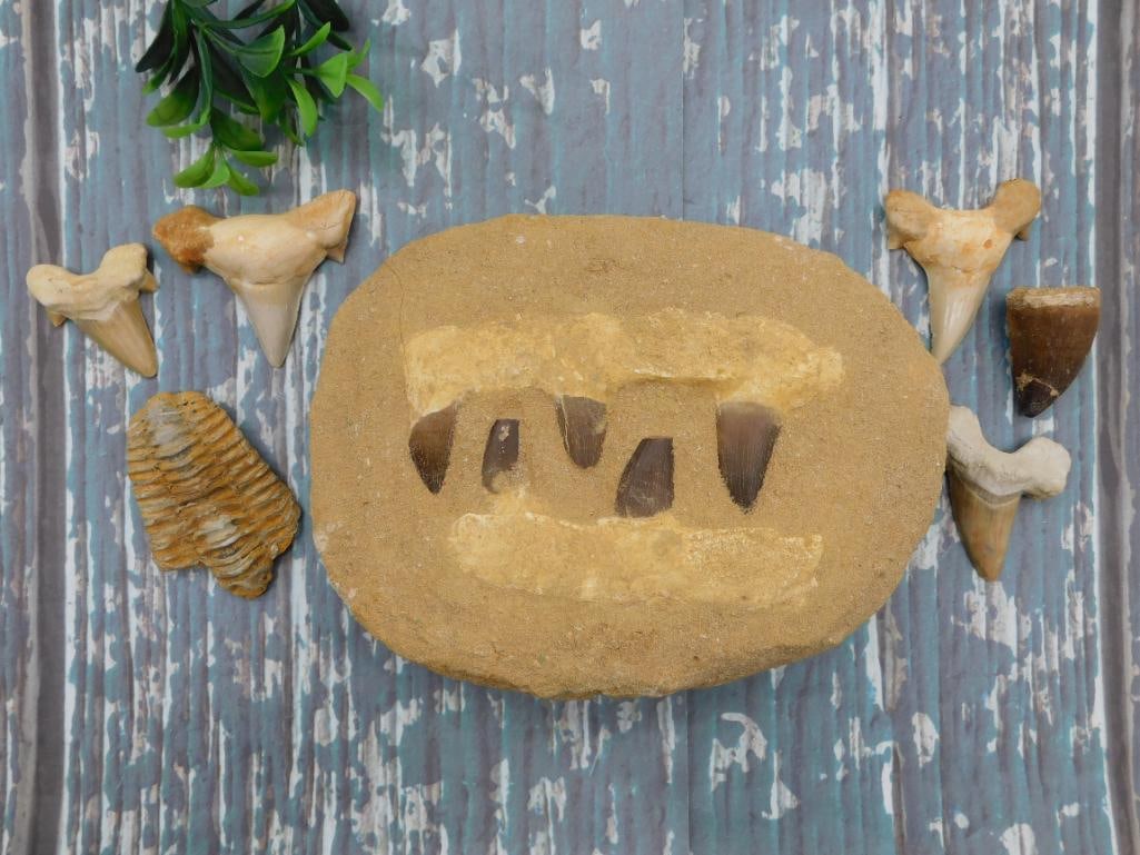 MIXED FOSSIL LOT ROCK STONE LAPIDARY SPECIMEN: MIXED FOSSIL LOT ROCK STONE LAPIDARY SPECIMEN