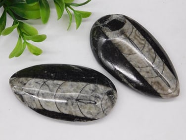 Polished Orthoceras Fossil Specimens ROCK STONE LAPIDARY SPECIMEN