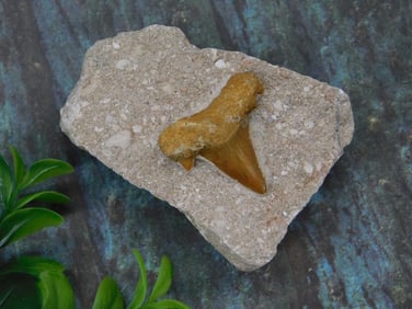 Fossilized Shark Tooth in Sedimentary Matrix