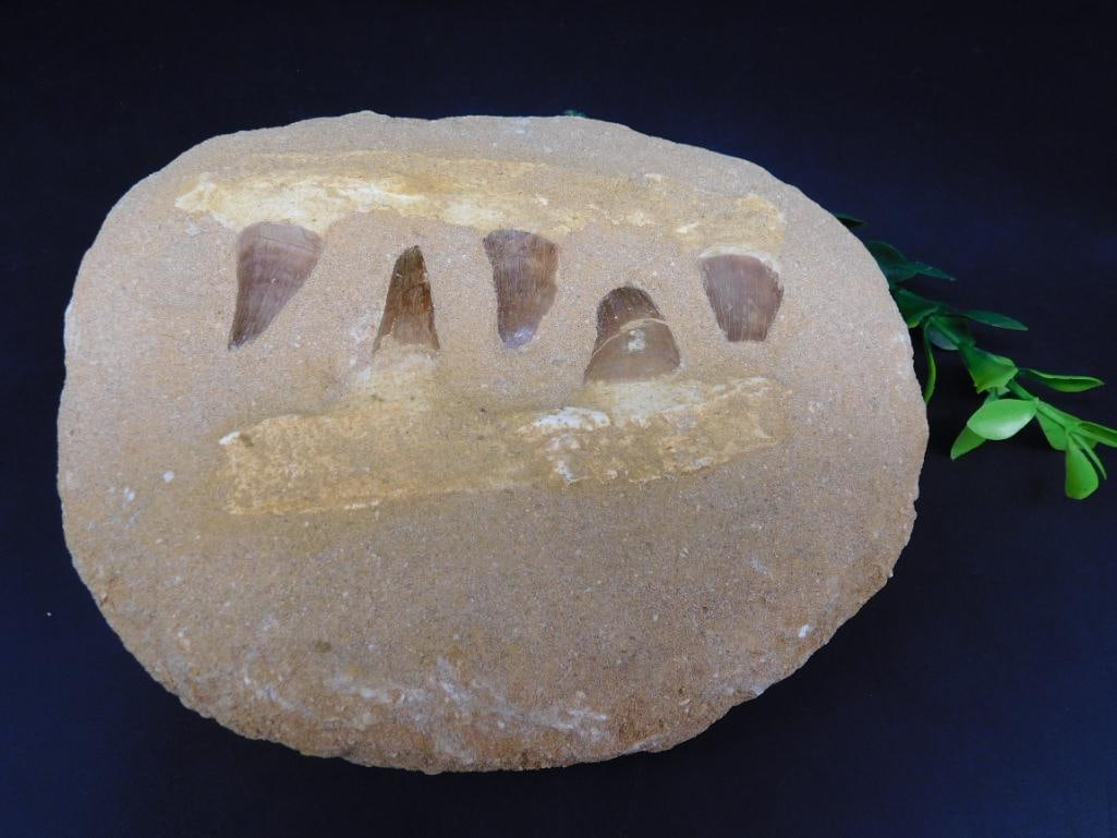 MOSASAUR TEETH IN DISPLAY ROCK STONE LAPIDARY SPECIMEN: MOSASAUR TEETH IN DISPLAY ROCK STONE LAPIDARY SPECIMEN