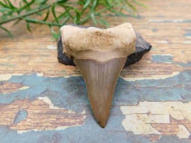 JEWELRY SALE! ROCK STONE LAPIDARY SPECIMEN