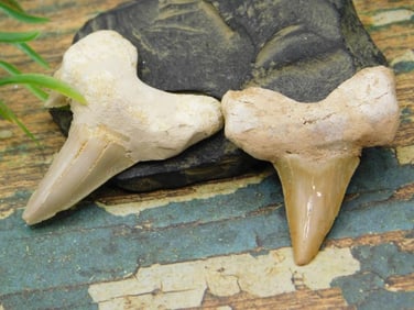 JEWELRY SALE! ROCK STONE LAPIDARY SPECIMEN