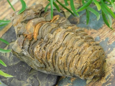 JEWELRY SALE! ROCK STONE LAPIDARY SPECIMEN