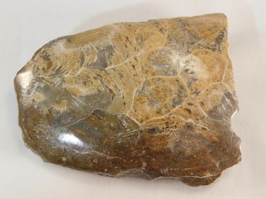 PETOSKEY STONE ROCK STONE LAPIDARY SPECIMEN