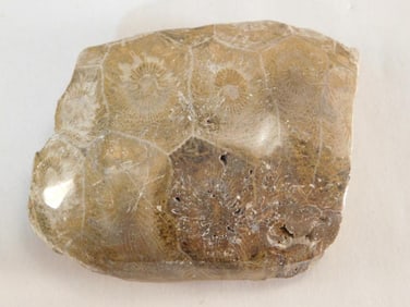 PETOSKEY STONE ROCK STONE LAPIDARY SPECIMEN