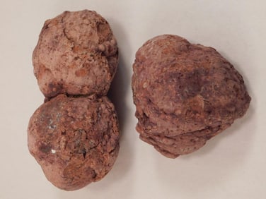 COPROLITE ROCK STONE LAPIDARY SPECIMEN