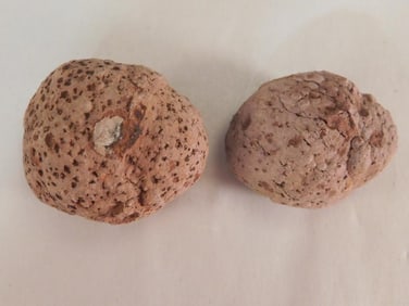 COPROLITE ROCK STONE LAPIDARY SPECIMEN