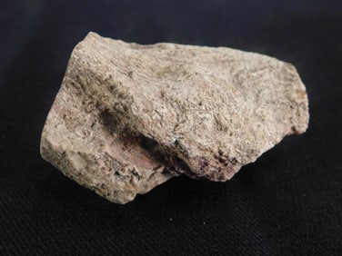 PETRIFIED WOOD ROCK STONE LAPIDARY SPECIMEN