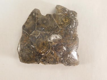 PETOSKEY STONE ROCK STONE LAPIDARY SPECIMEN