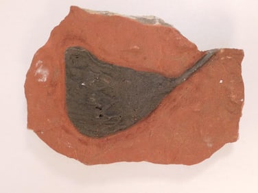 2 POUND CRINOID SCYPHOCRINUS FOSSIL ROCK STONE LAPIDARY SPECIMEN