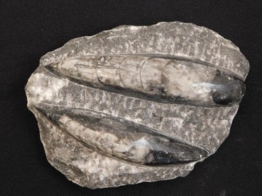 ORTHOCERAS ROCK STONE LAPIDARY SPECIMEN