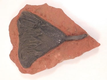 CRINOID SCYPHOCRINUS ROCK STONE LAPIDARY SPECIMEN