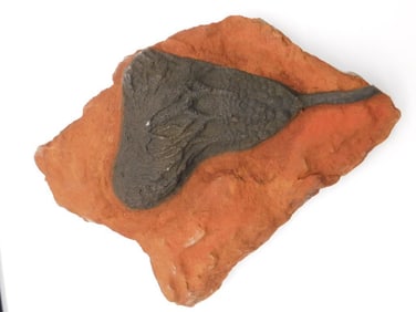 CRINOID SCYPHOCRINUS FOSSIL ROCK STONE LAPIDARY SPECIMEN