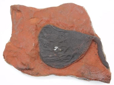 CRINOID SCYPHOCRINUS FOSSIL ROCK STONE LAPIDARY SPECIMEN