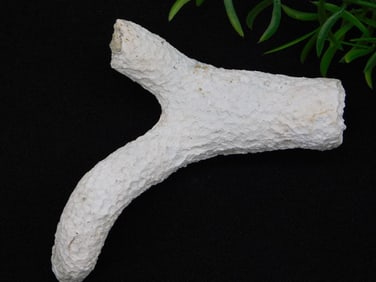 FOSSILIZED CORAL ROCK STONE LAPIDARY SPECIMEN