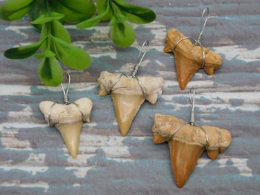 SHARK TEETH PENDANTS ROCK STONE LAPIDARY SPECIMEN