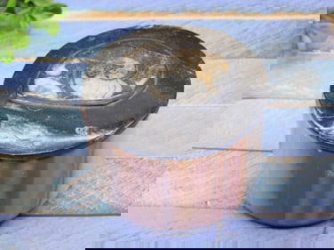 ORTHOCERAS TRINKET BOX ROCK STONE LAPIDARY SPECIMEN