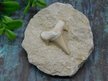 SHARK TOOTH IN MATRIX ROCK STONE LAPIDARY SPECIMEN
