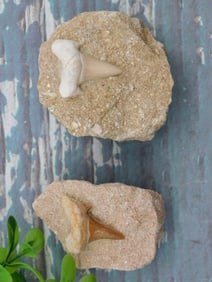 SHARK TEETH IN MATRIX ROCK STONE LAPIDARY SPECIMEN