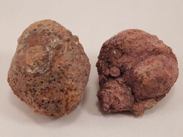COPROLITE ROCK STONE LAPIDARY SPECIMEN