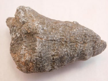 FOSSILIZED CORAL ROCK STONE LAPIDARY SPECIMEN