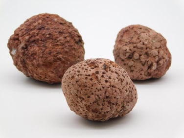 COPROLITE ROCK STONE LAPIDARY SPECIMEN