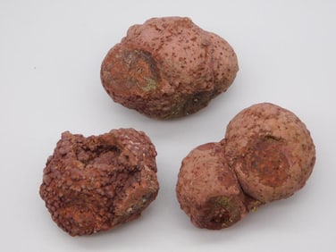 COPROLITE ROCK STONE LAPIDARY SPECIMEN