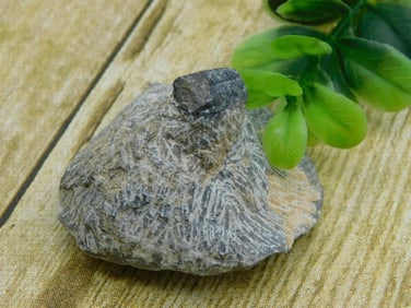 TRILOBITE FOSSIL ROCK STONE LAPIDARY SPECIMEN