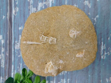 FOSSIL IN MATRIX ROCK STONE LAPIDARY SPECIMEN