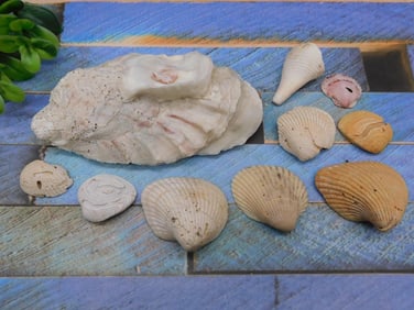 SEA SHELLS