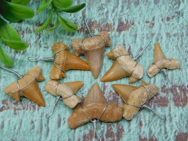 SHARK TEETH PENDANTS ROCK STONE LAPIDARY SPECIMEN