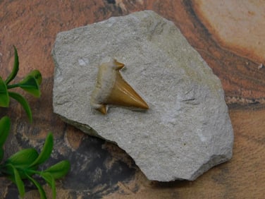 SHARK TOOTH IN MATRIX ROCK STONE LAPIDARY SPECIMEN