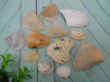 SEA SHELLS