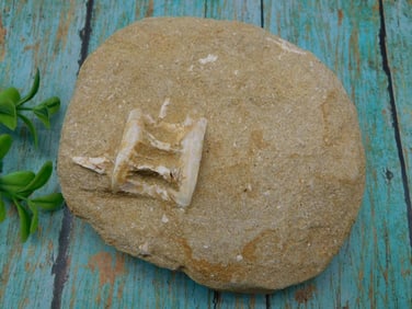 FOSSIL IN MATRIX ROCK STONE LAPIDARY SPECIMEN