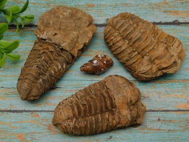 MIXED FOSSIL LOT ROCK STONE LAPIDARY SPECIMEN