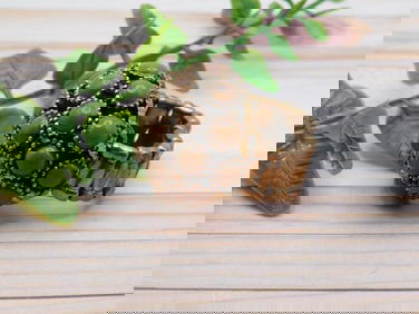 GENUINE STONE RING ROCK STONE LAPIDARY SPECIMEN