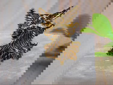 ANGEL PIN ROCK STONE LAPIDARY SPECIMEN